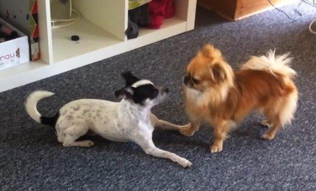 Chihuahua Sputnik billede 18