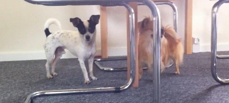 Chihuahua Sputnik billede 19