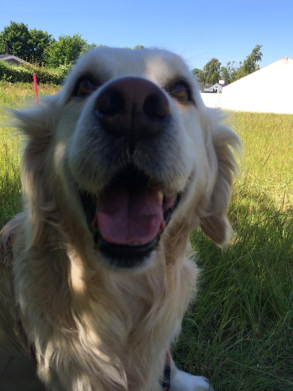 Golden retriever Baloo billede 26