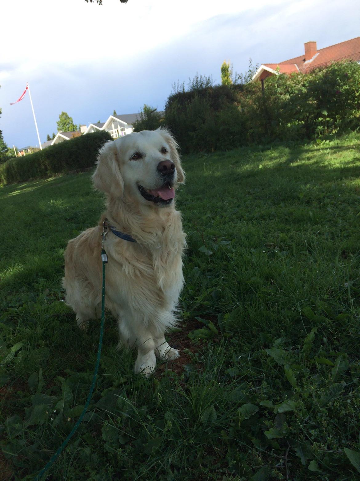 Golden retriever Baloo billede 2