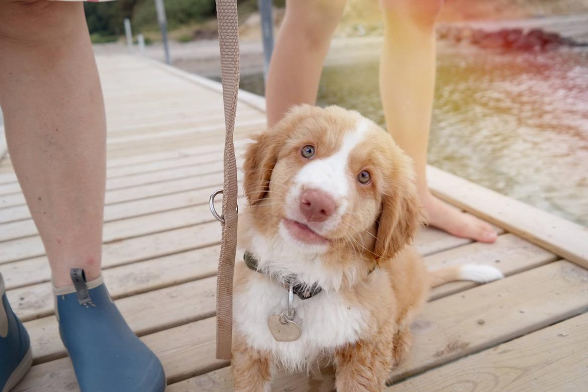Nova scotia duck tolling retriever Arthur - Smiiiiil ;) billede 1