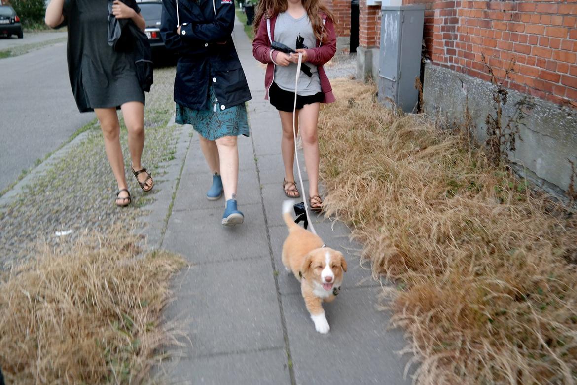 Nova scotia duck tolling retriever Arthur - Arthurs første gåtur, han elsker det! billede 5