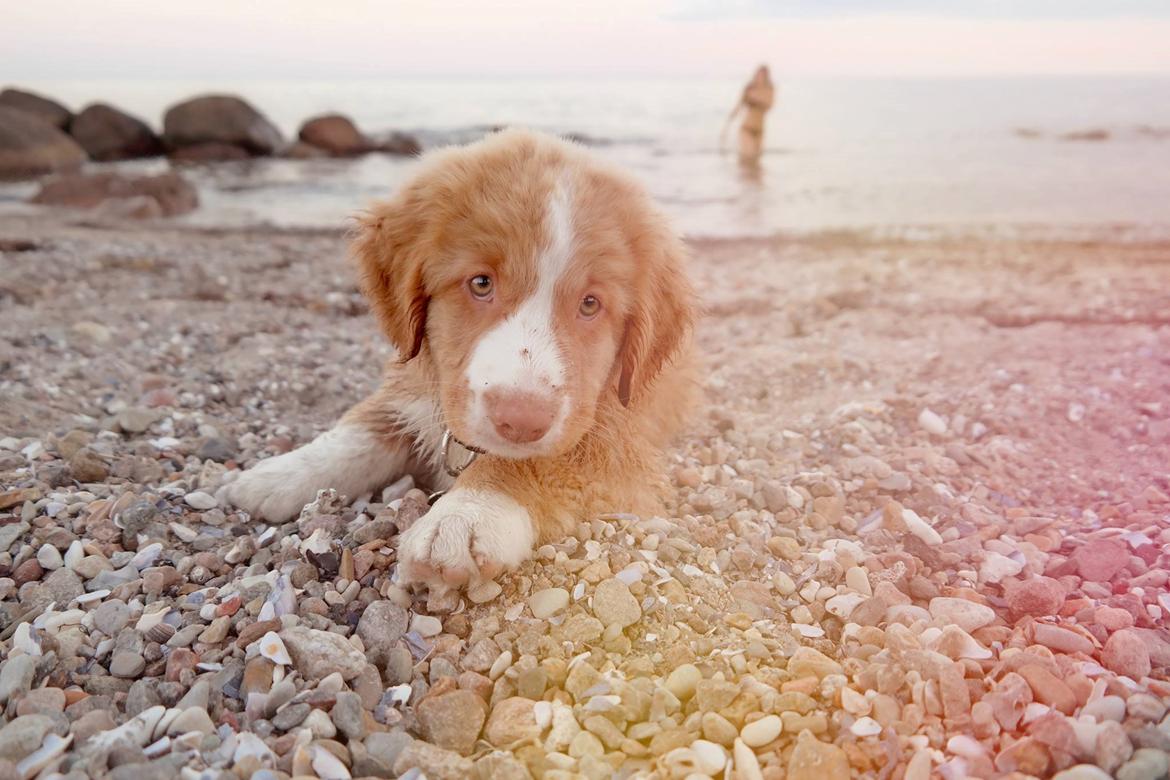 Nova scotia duck tolling retriever Arthur billede 2