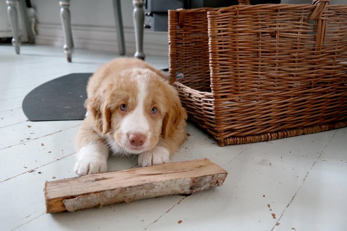 Nova scotia duck tolling retriever Arthur billede 4
