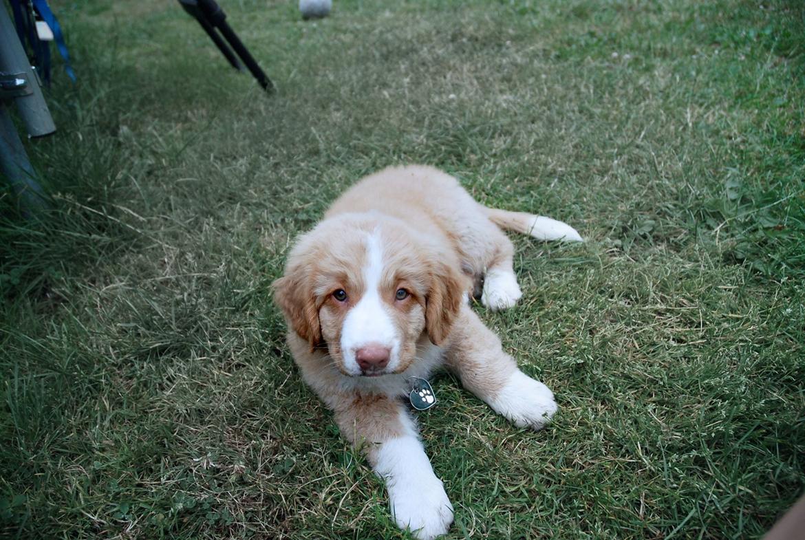 Nova scotia duck tolling retriever Arthur billede 7