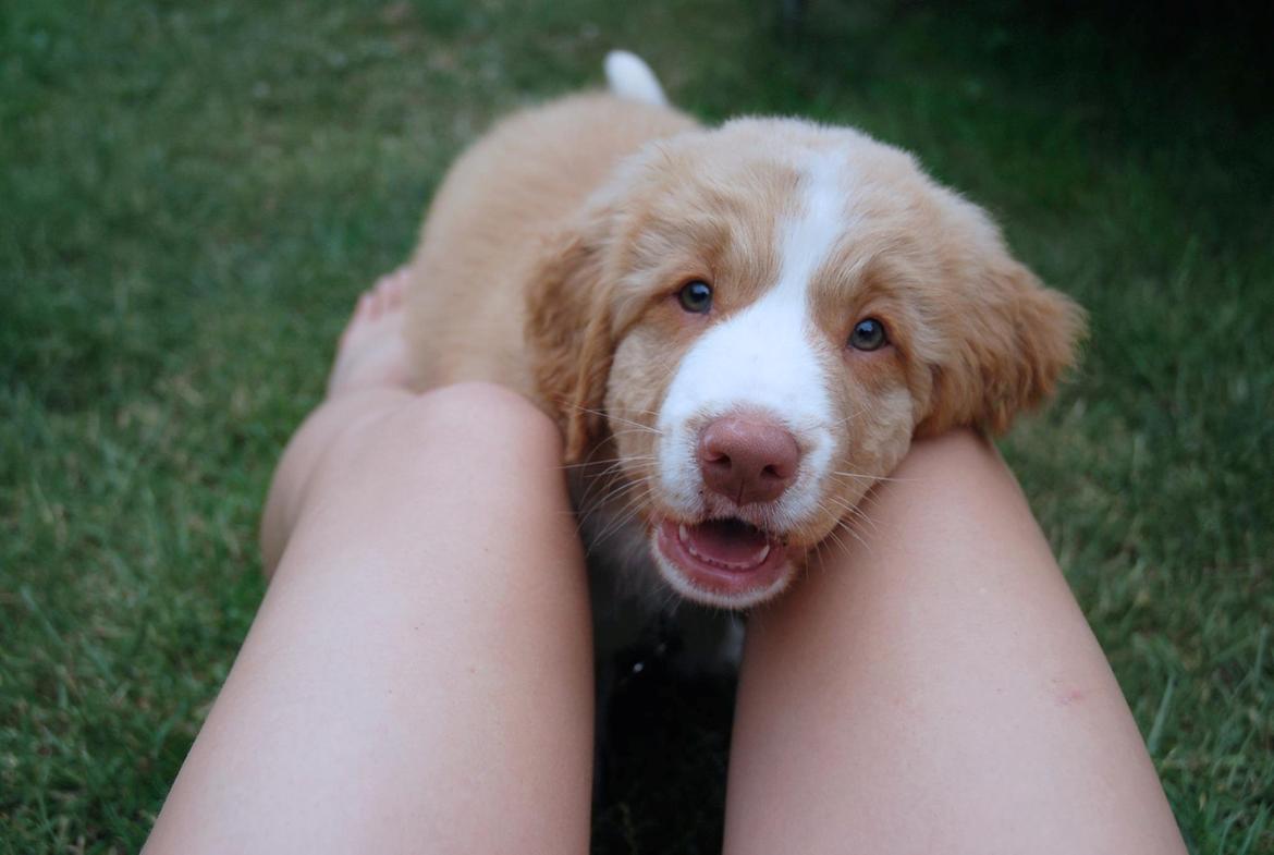 Nova scotia duck tolling retriever Arthur billede 6