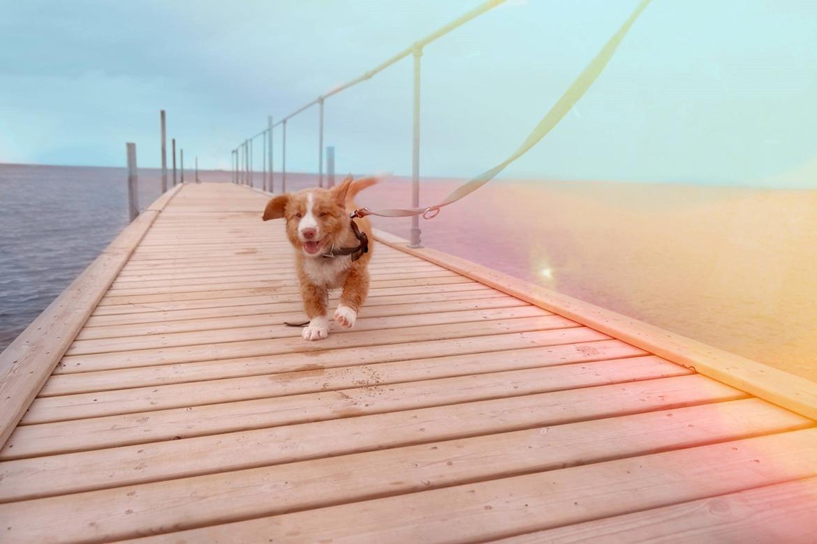 Nova scotia duck tolling retriever Arthur - Vent på mig! billede 3