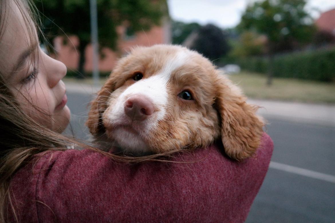 Nova scotia duck tolling retriever Arthur billede 8