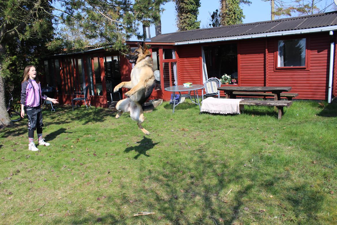Schæferhund Mille D2 - Lidt Legesyg er man vel;) billede 1