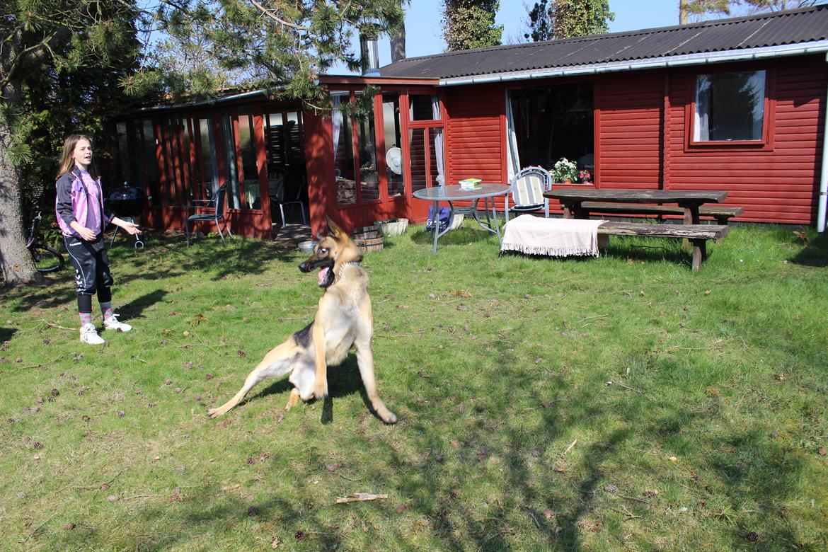 Schæferhund Mille D2 - Her er da en smule glat ikke? billede 2