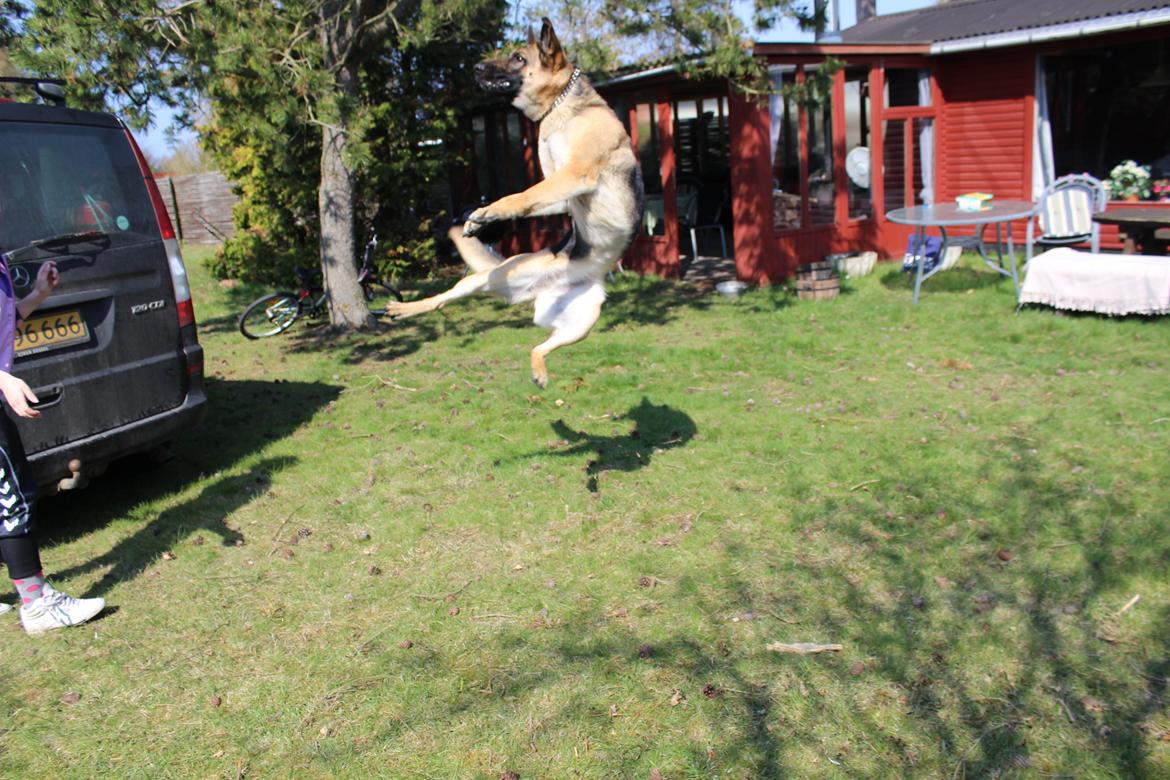 Schæferhund Mille D2 - Hop Hop:) billede 3