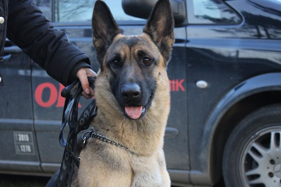 Schæferhund Mille D2 - Heeeej med dig:-) billede 4