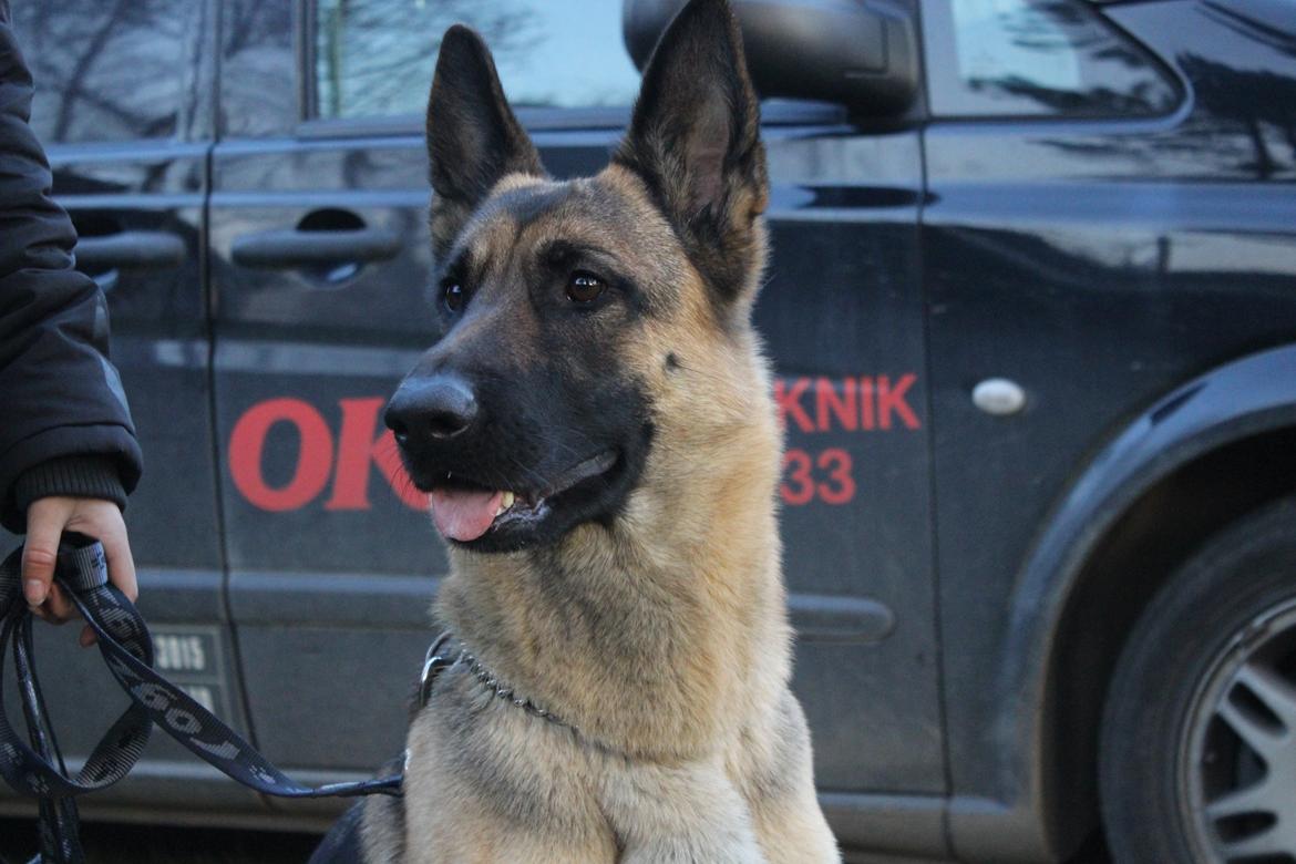 Schæferhund Mille D2 - var det en grankogle du kastede der? billede 5