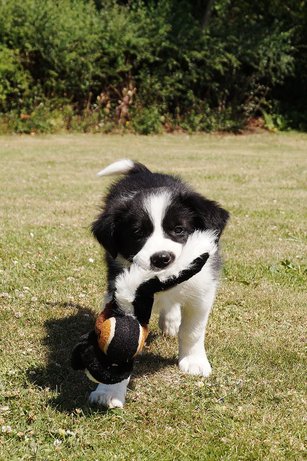 Border collie Caleb billede 3