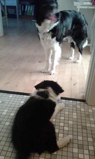 Border collie Caleb billede 4