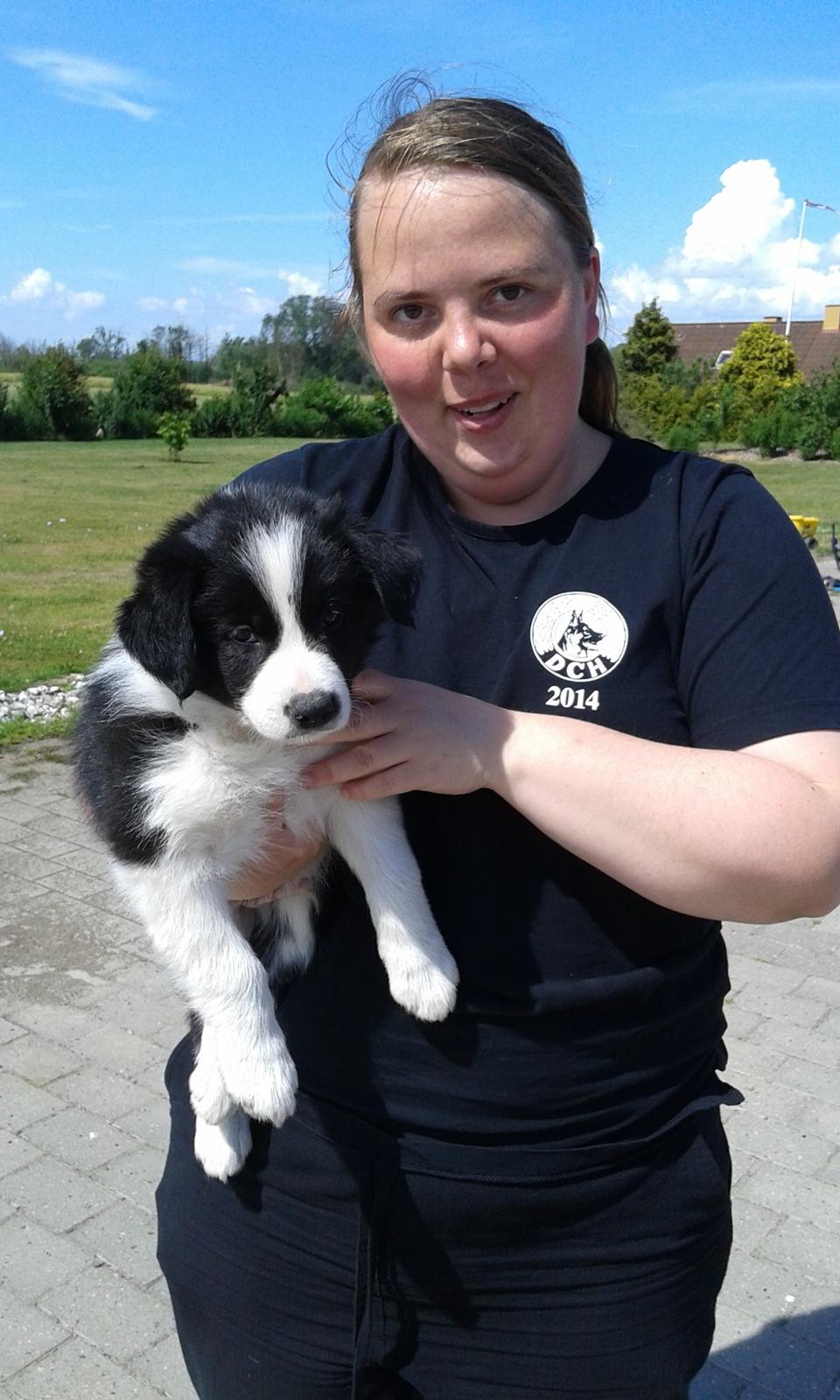 Border collie Caleb billede 5