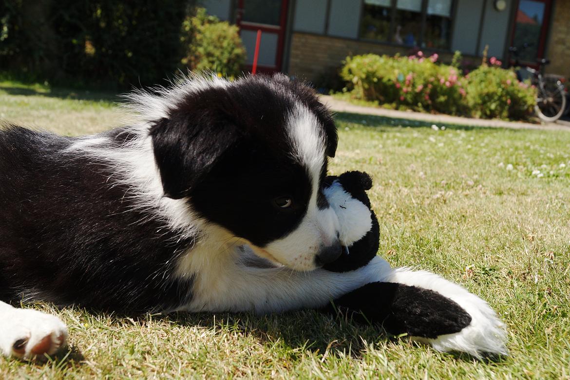 Border collie Caleb billede 7