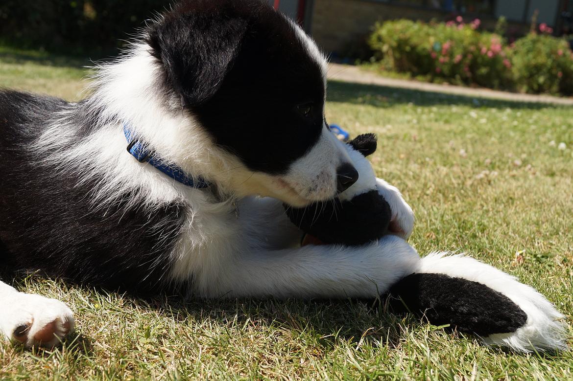 Border collie Caleb billede 8
