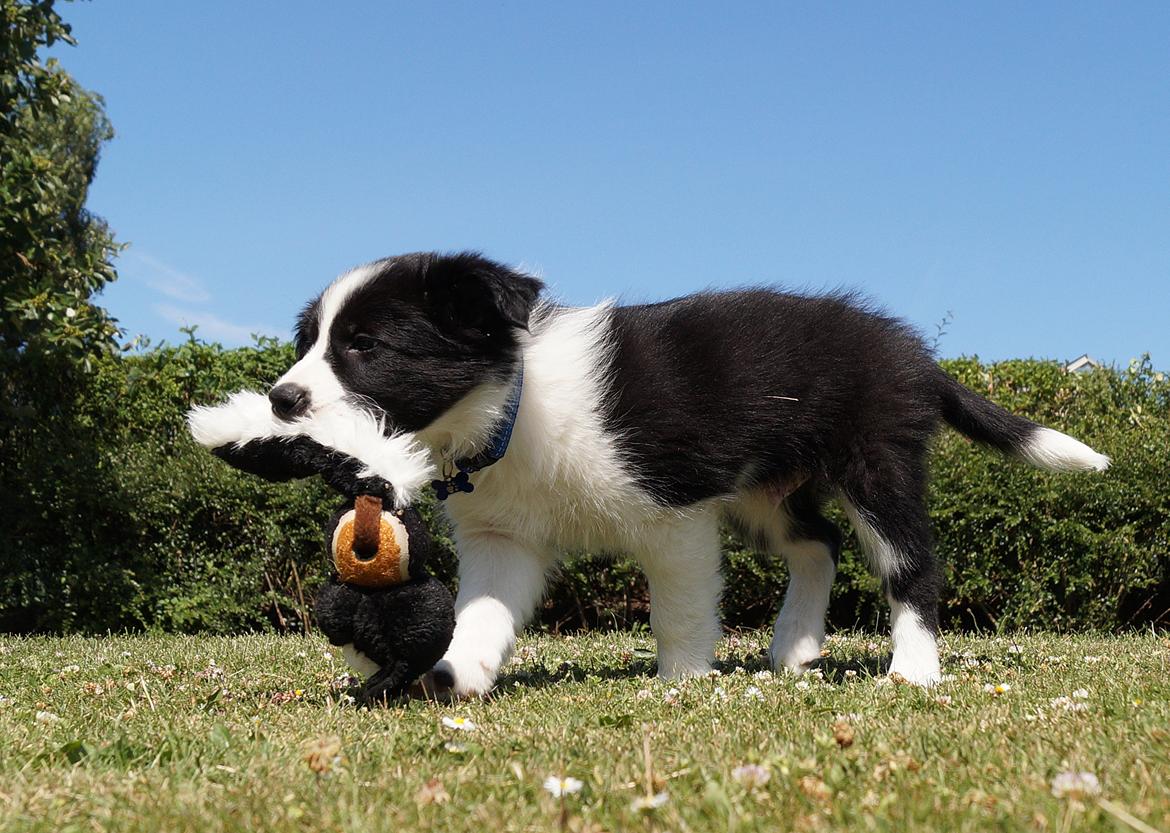 Border collie Caleb billede 6