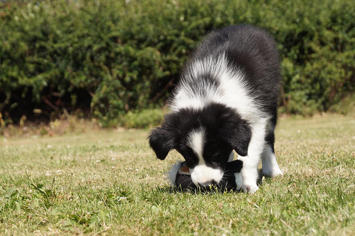Border collie Caleb billede 10