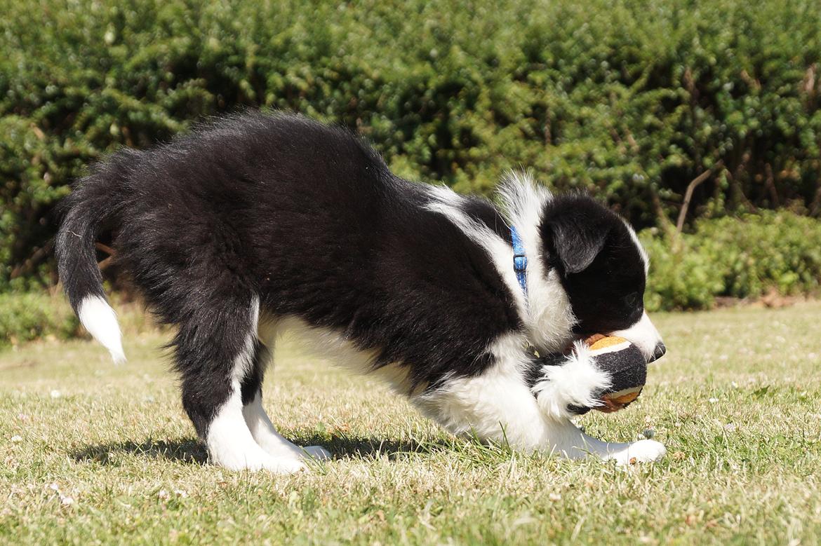 Border collie Caleb billede 9