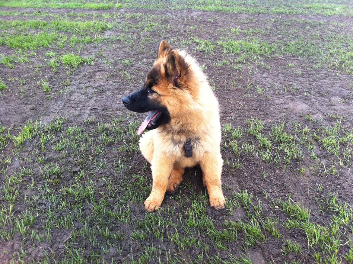Eurasier Sally billede 37