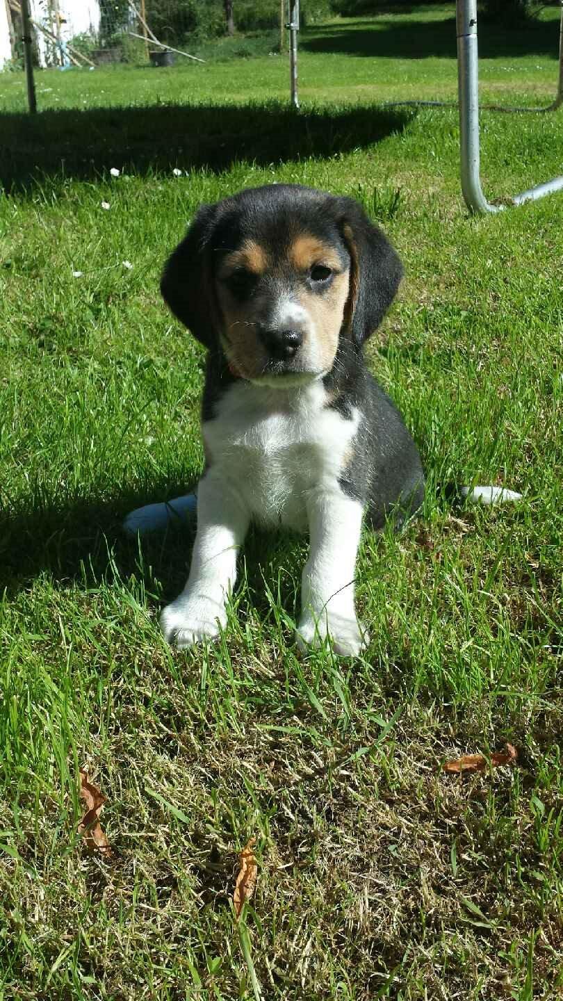 Blanding af racer Eddie - Eddie ca. 7 uger (Inden afhentning) billede 1