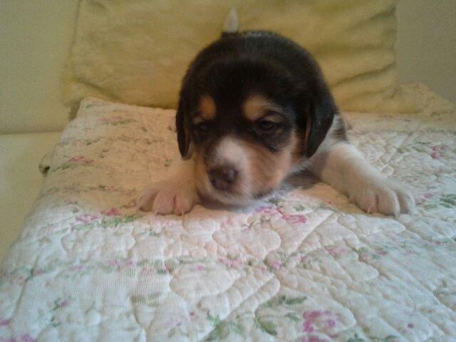 Blanding af racer Eddie - Et af de første billeder vi fik billede 2