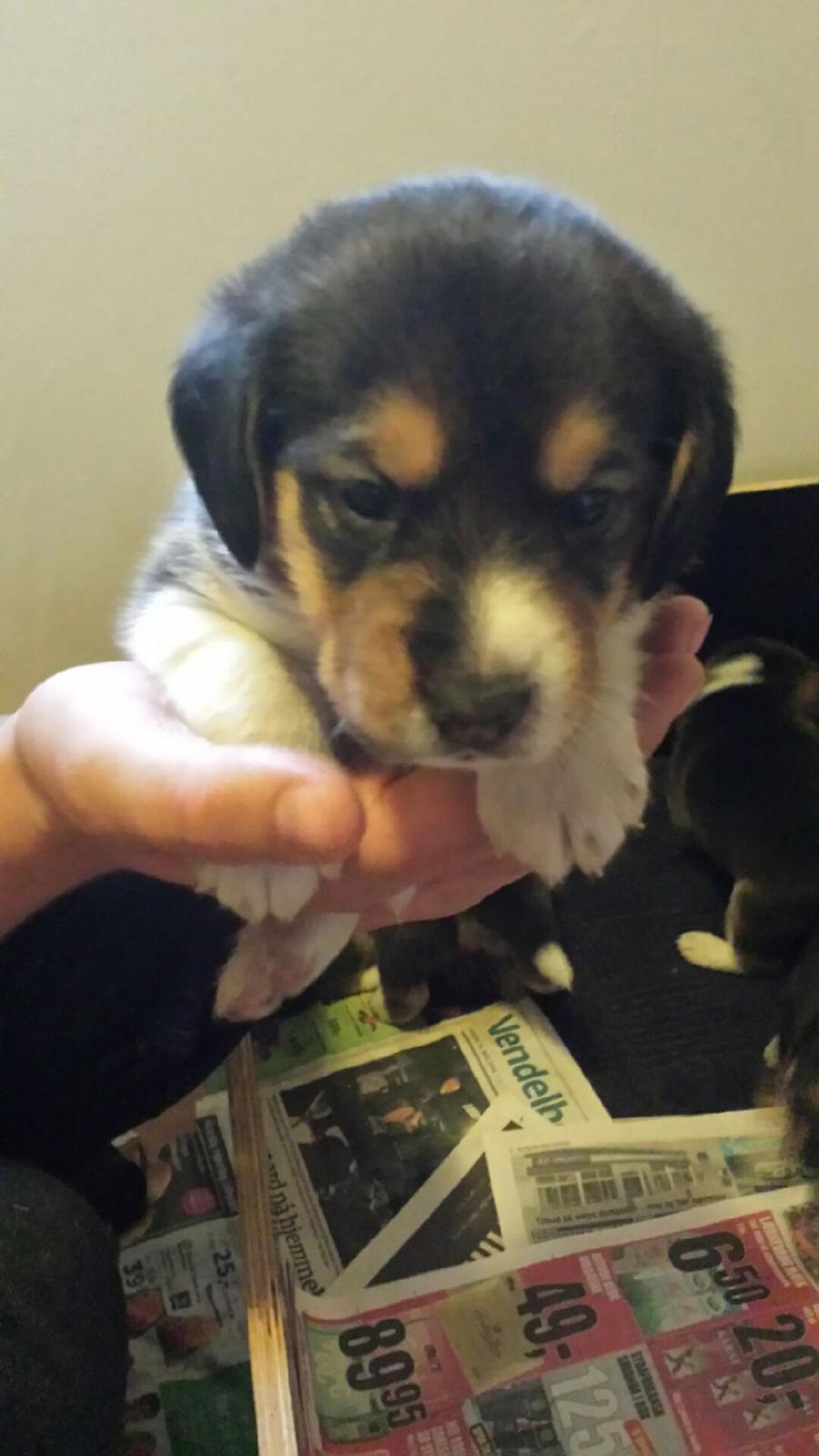 Blanding af racer Eddie - Inden afhentning billede 3