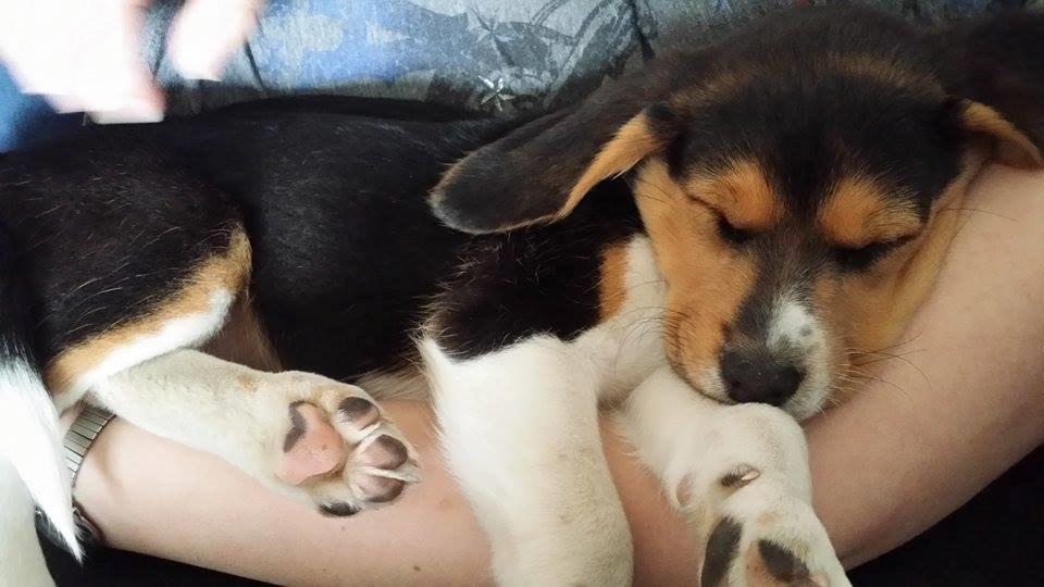 Blanding af racer Eddie - Eddie ca. 10 uger billede 4