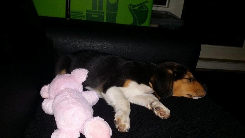 Blanding af racer Eddie - Eddie 8/9 uger billede 5