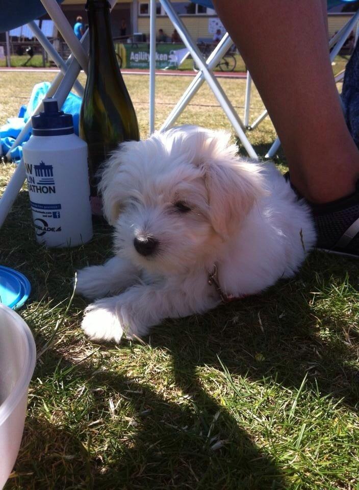 Coton de tulear Wilma ( Bøg's Canis Bright Luna)  billede 11