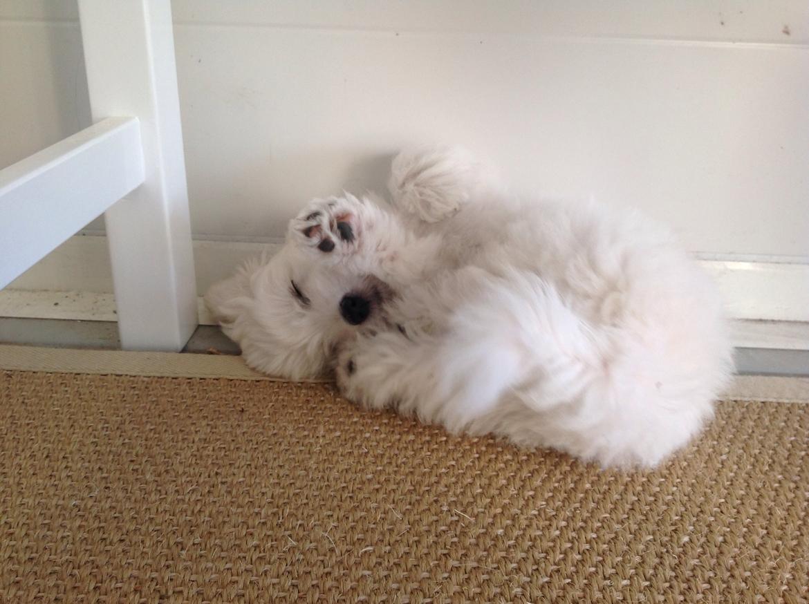 Coton de tulear Wilma ( Bøg's Canis Bright Luna)  billede 12