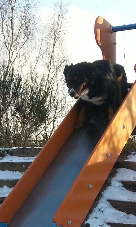 Berner sennenhund Bernerstuens Bimbette "Bimse"/ "Mulle" billede 19