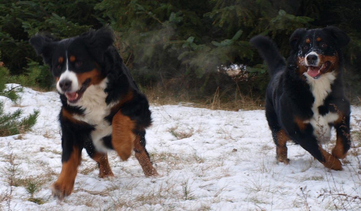 Berner sennenhund Bernerstuens Bimbette "Bimse"/ "Mulle" billede 20