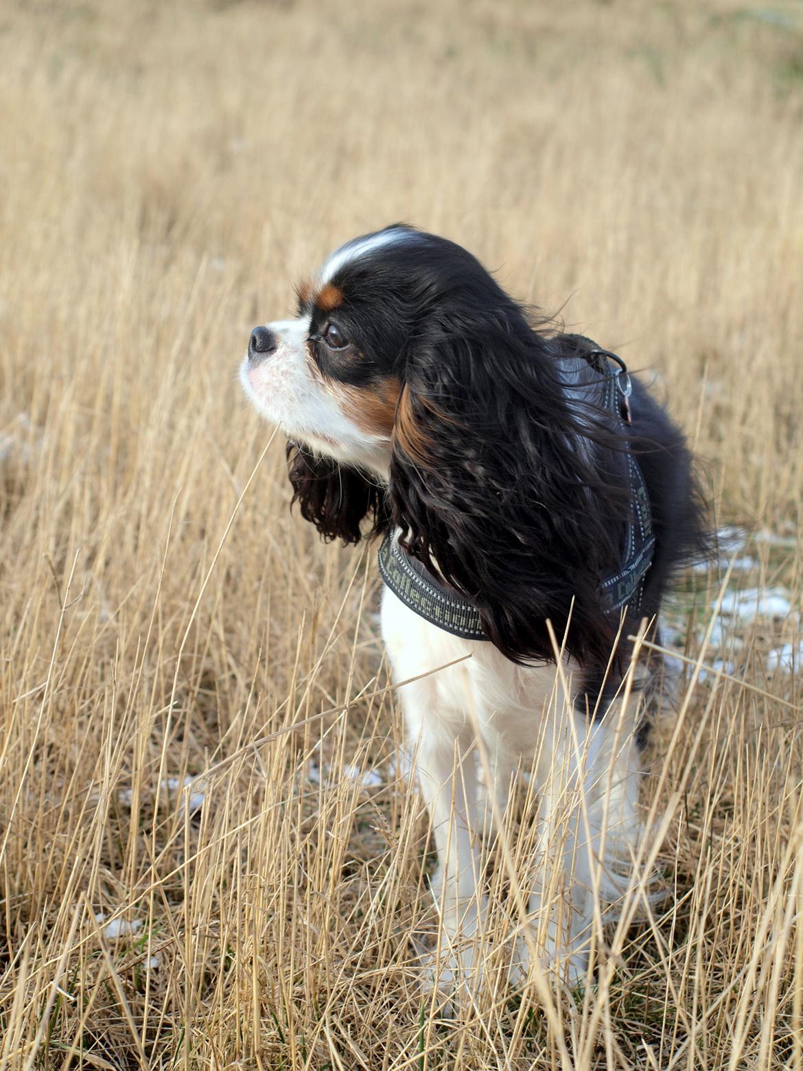 Cavalier king charles spaniel Aya - Smukke Aya <3 billede 37