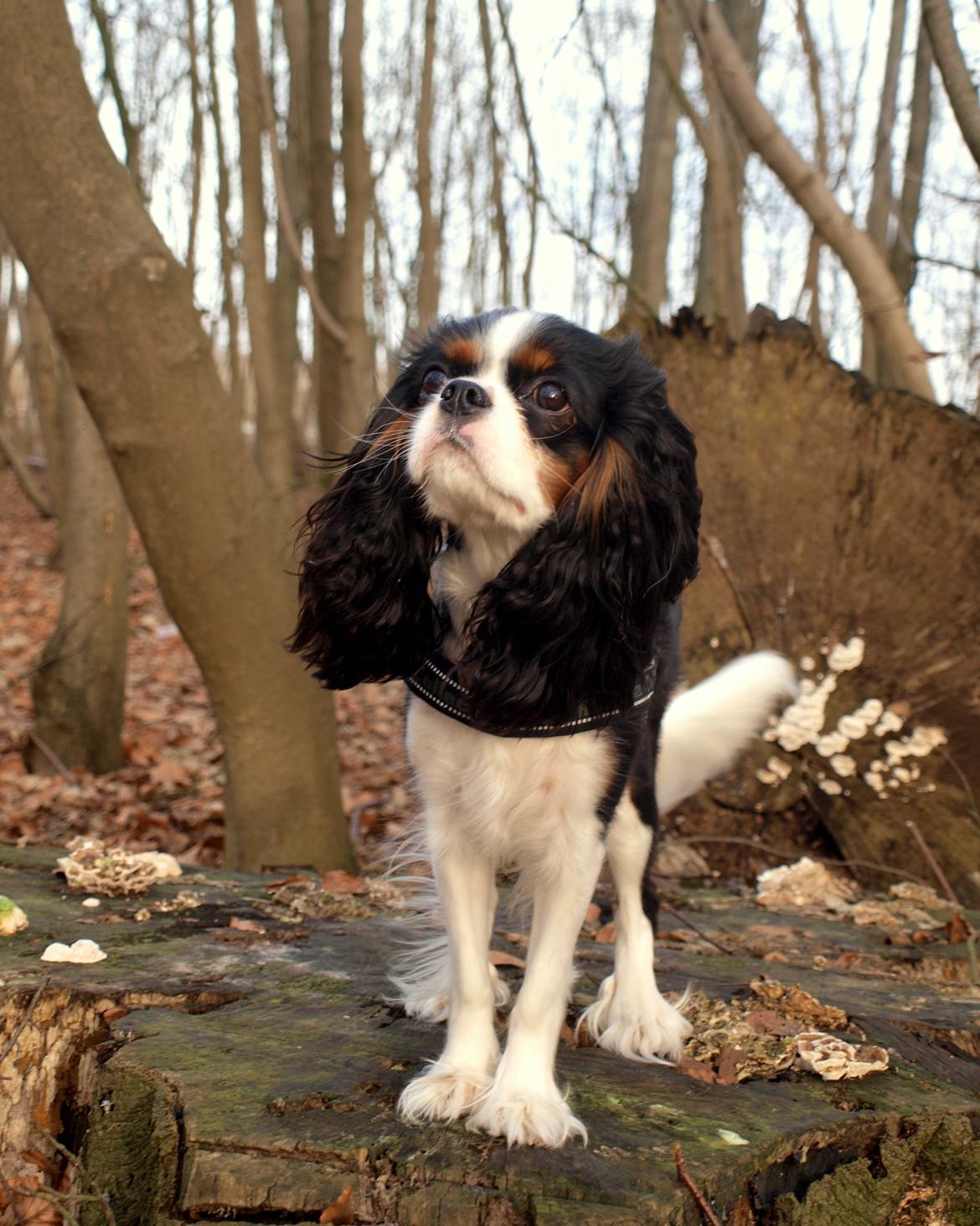 Cavalier king charles spaniel Aya - <3 billede 35