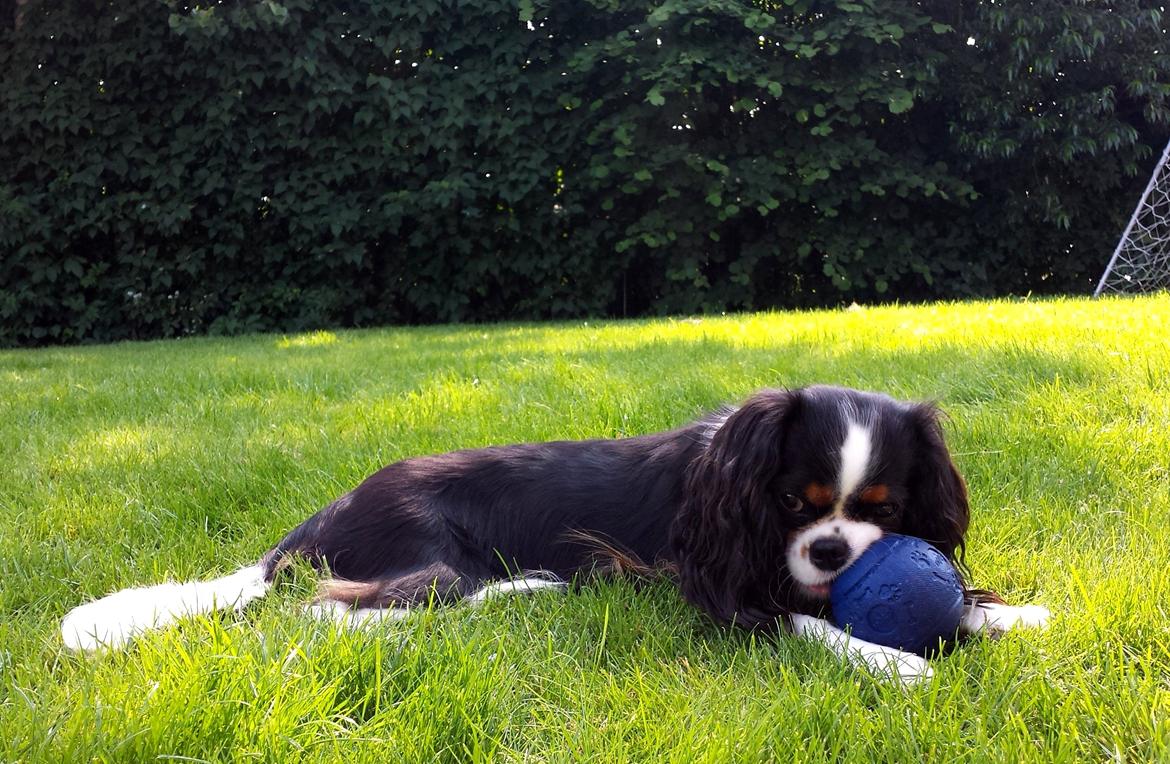Cavalier king charles spaniel Aya - Miiin bold ;) billede 38