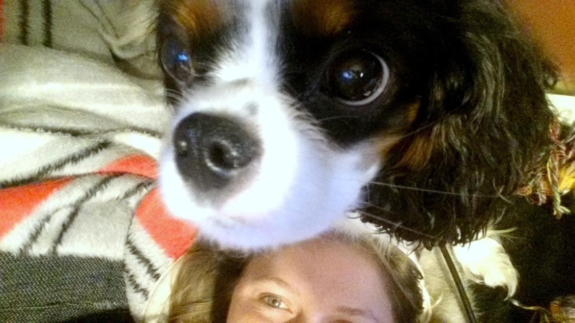 Cavalier king charles spaniel Aya - Aya-selfie ;) billede 40