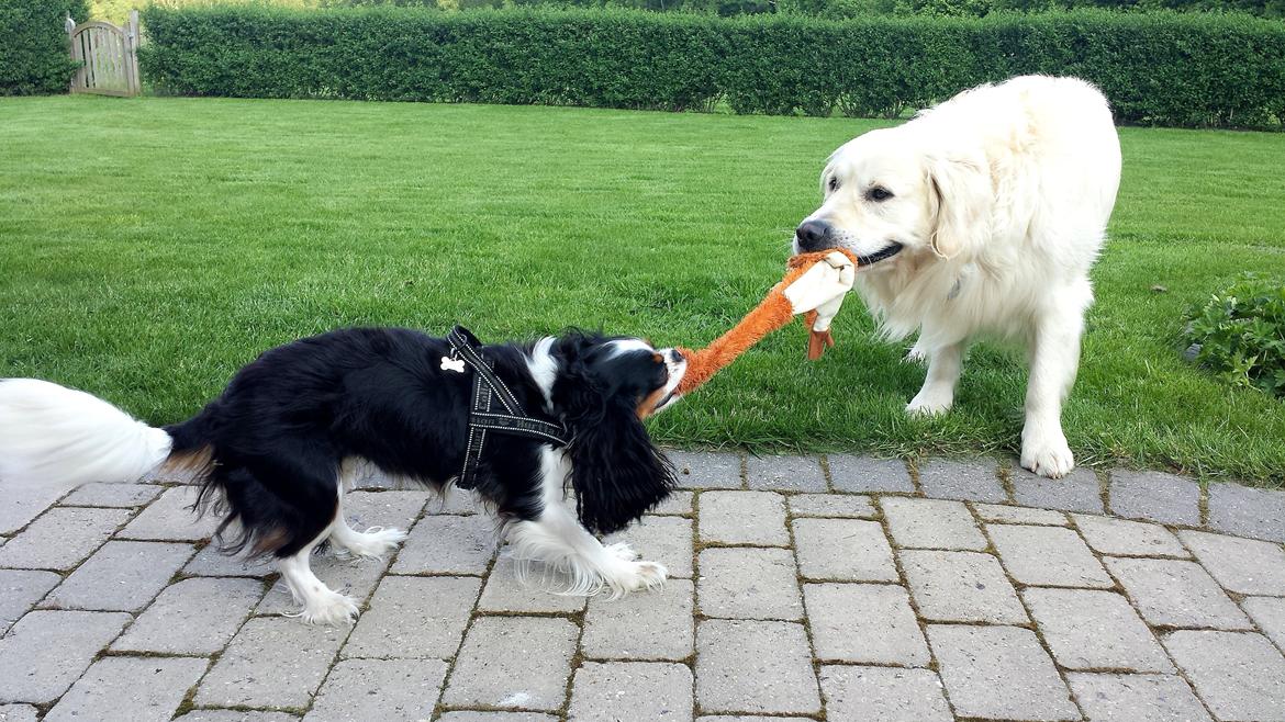 Cavalier king charles spaniel Aya - Aya og Koda billede 48