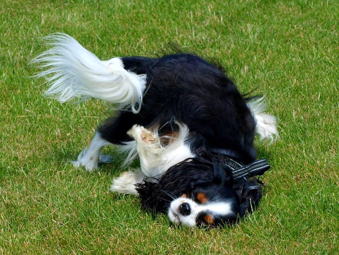 Cavalier king charles spaniel Aya - Livet et skønt :D billede 50