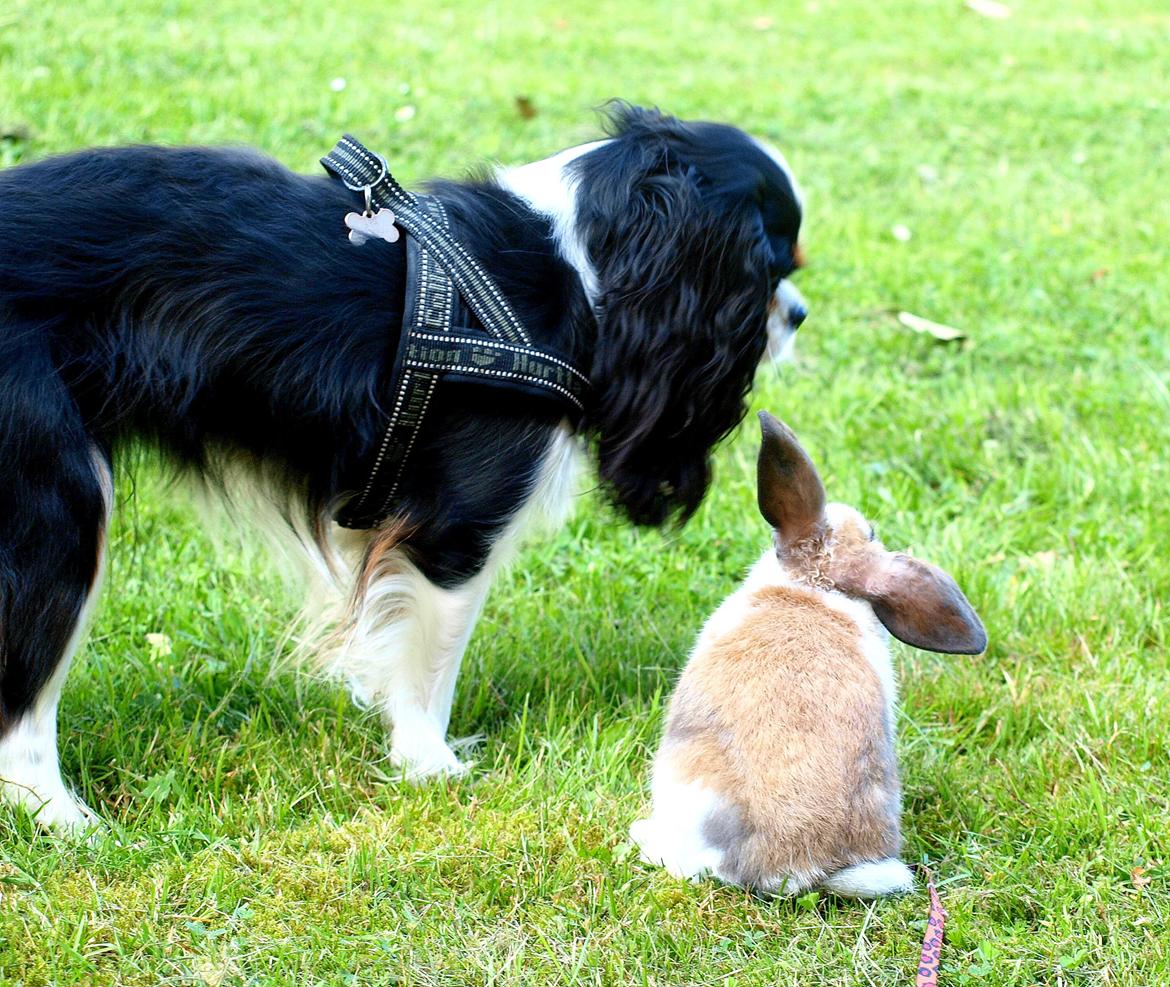 Cavalier king charles spaniel Aya - Aya og Jacob billede 42
