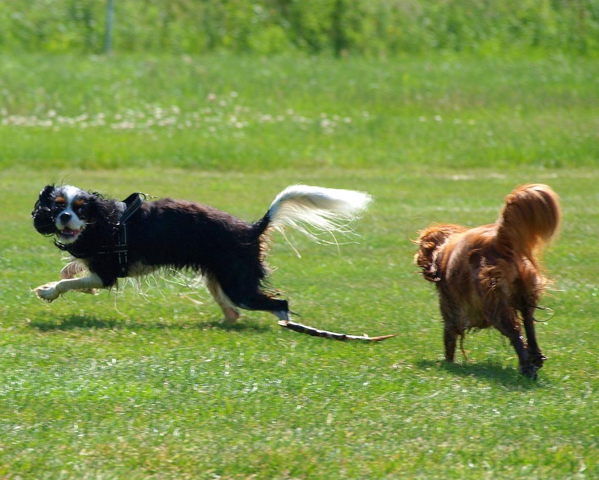 Cavalier king charles spaniel Aya - Aya og Nellie billede 36