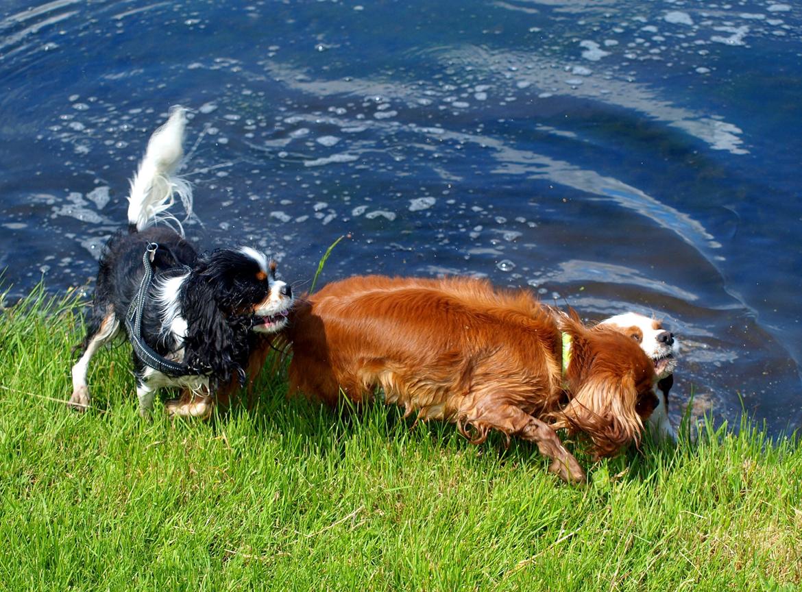 Cavalier king charles spaniel Aya - Aya og Nellie billede 33