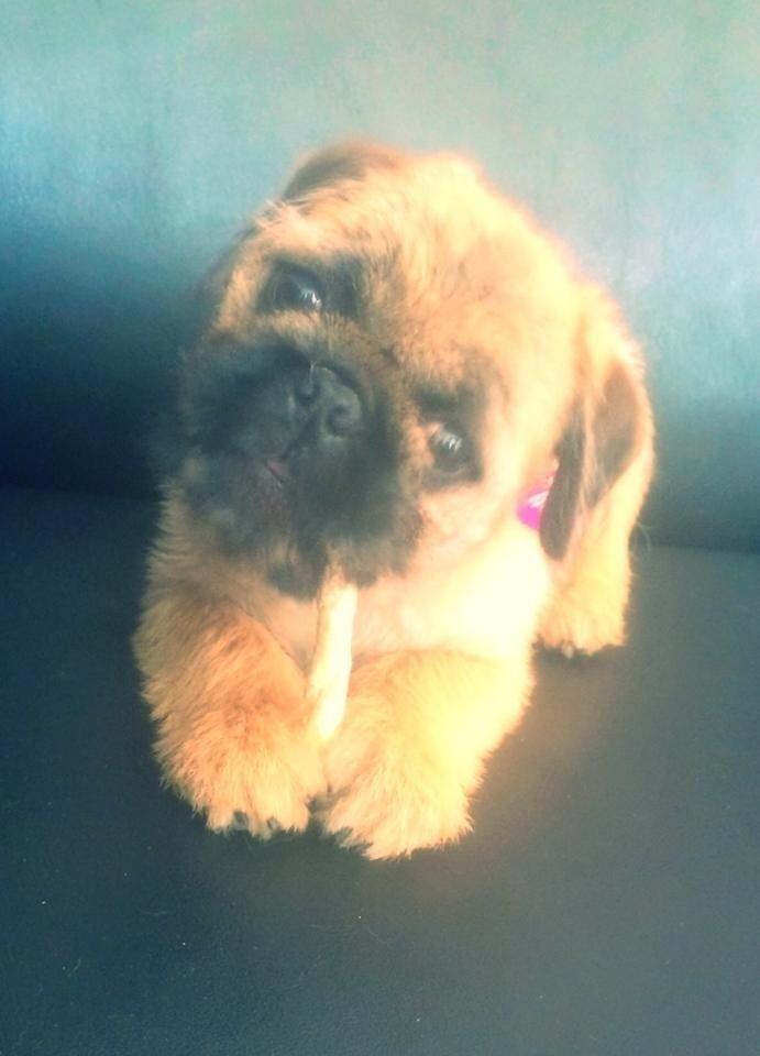 Blanding af racer Karla billede 18