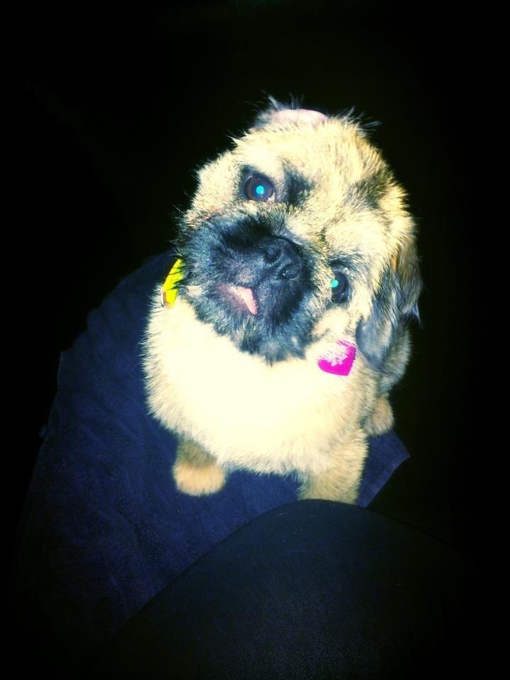 Blanding af racer Karla billede 19