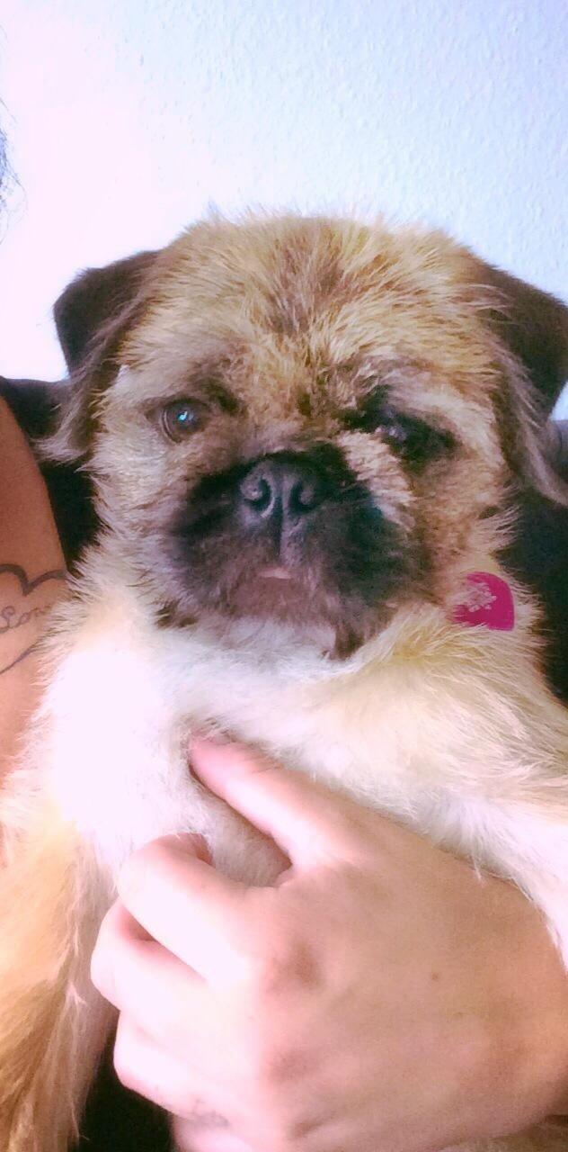 Blanding af racer Karla billede 20