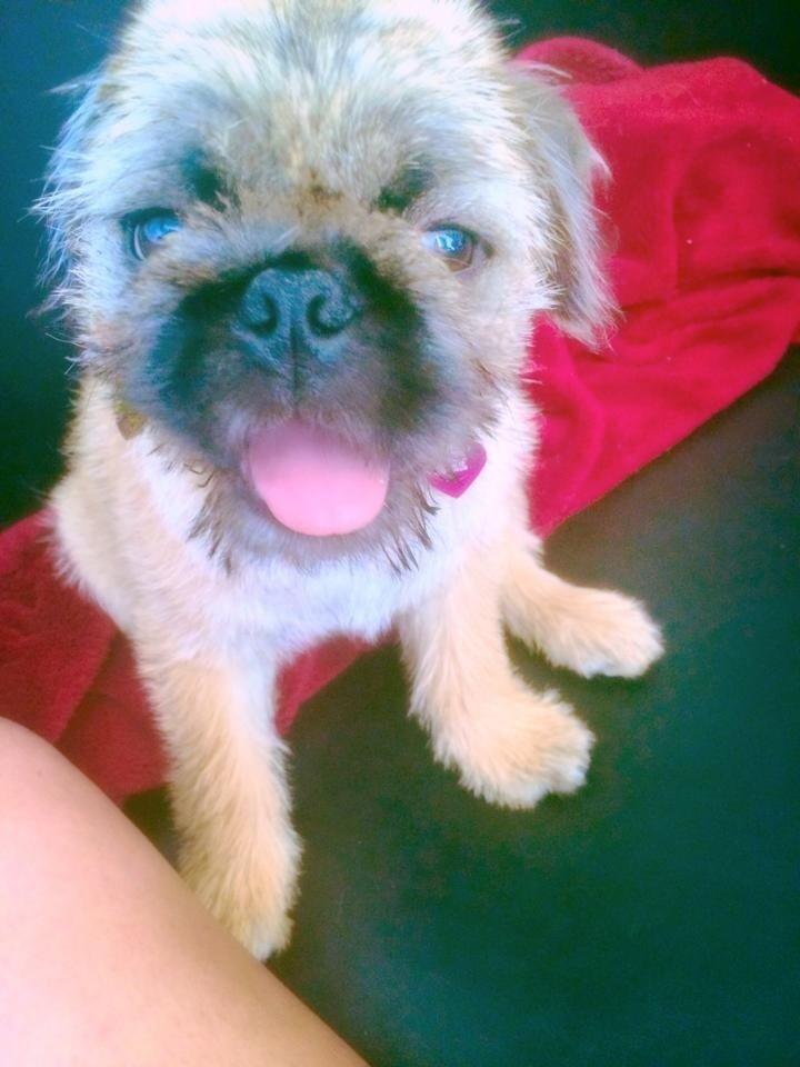 Blanding af racer Karla billede 21