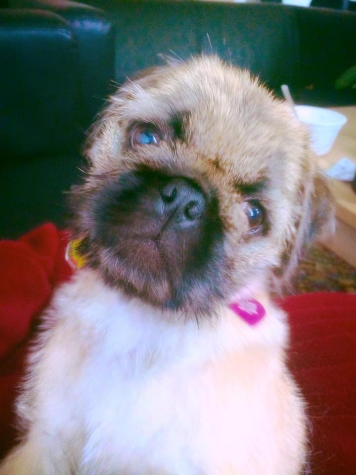 Blanding af racer Karla billede 22