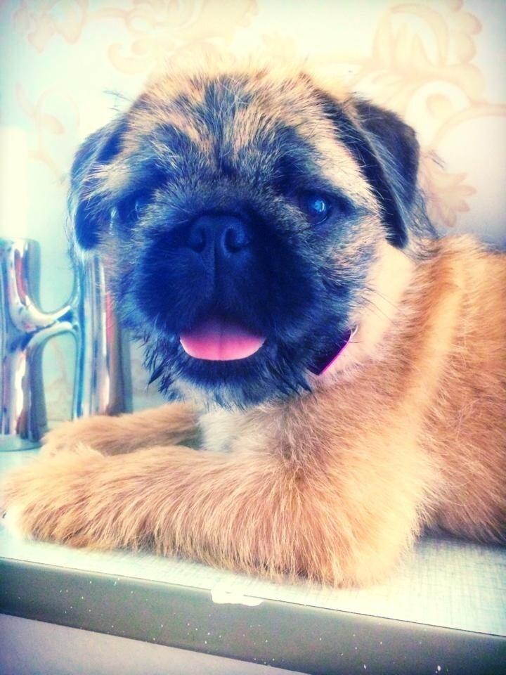 Blanding af racer Karla billede 23